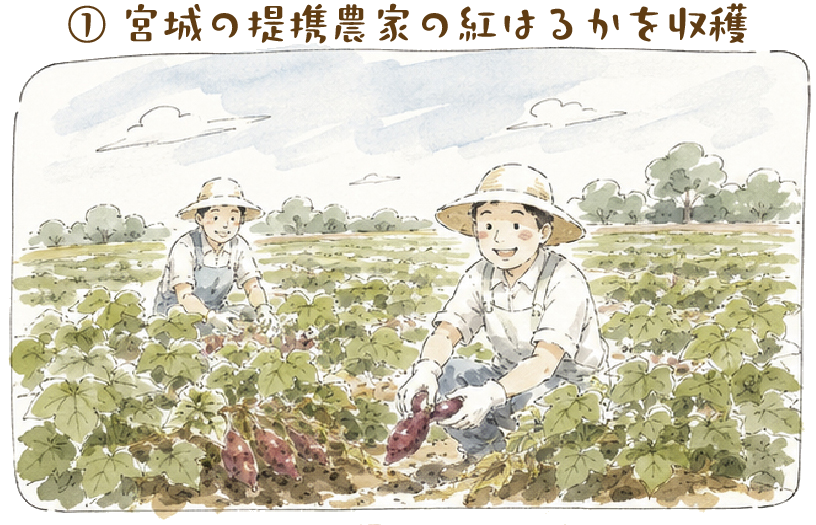 宮城の提携農家の紅はるかを収穫