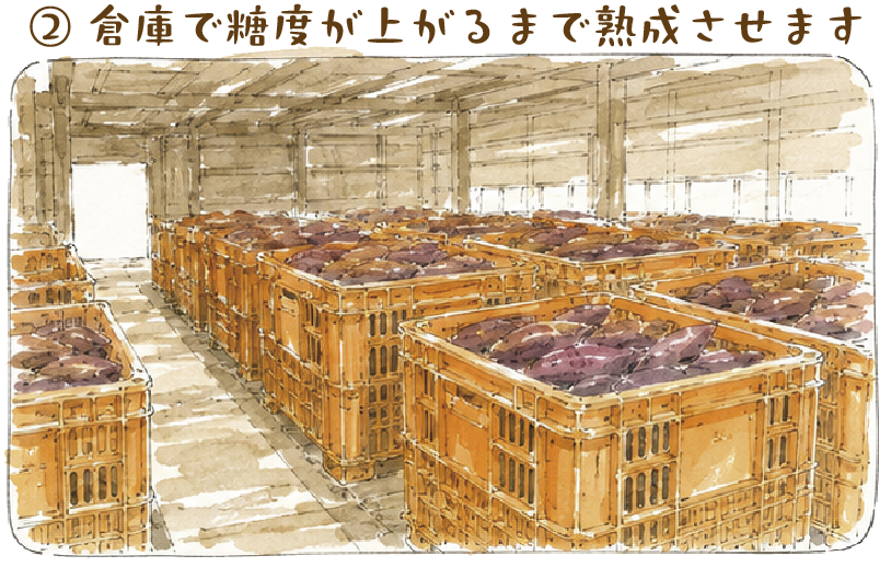 倉庫で糖度が上がるまで熟成させます